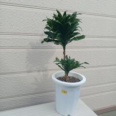 観葉植物　ドラセナ　コンパクタ③