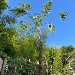 庭木、ガーデニング、シュロ (ヤシ目ヤシ科ヤシ属)の画像