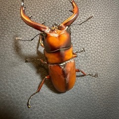 トカラノコギリ♂の画像