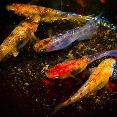 【極上】三色ラメ メダカのタマゴ　有精卵　卵　たまご　メダカ　めだか