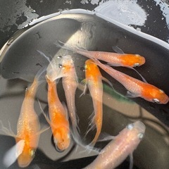 夢中メダカ様直系　ハイビスカスの画像