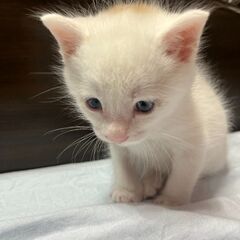 お見合い決定　茶白くん − 長崎県