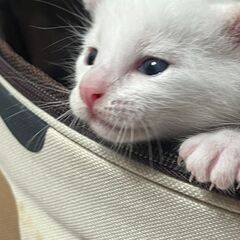 茶白くん