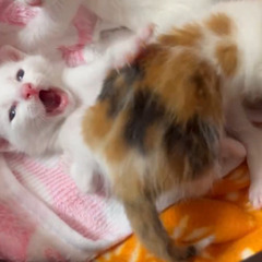 お見合い決定　茶白くん - 猫