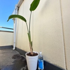 オーガスタ 観葉植物　陶器鉢 中型サイズ 　　