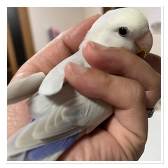 コザクラインコ　パリッドライラック