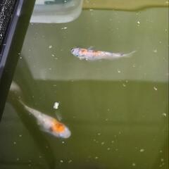三色ラメメダカ他　卵等