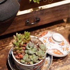 観葉植物　多肉植物の寄せ植え　おしゃれな鉢と受け皿付き