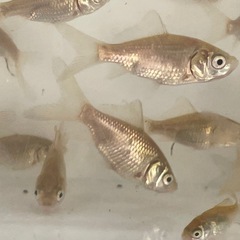 金魚 コメット稚魚の画像