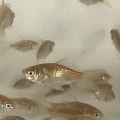 金魚 コメット稚魚の画像