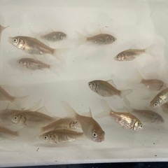 金魚 コメット稚魚の画像