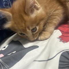 里親さん募集🐱