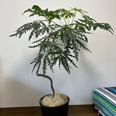 観葉植物 　アラレア 鉢セット