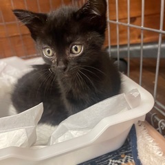 可愛い黒猫2兄妹里親様募集🩷💛