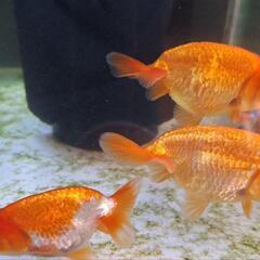 金魚
