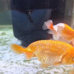 金魚の画像
