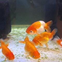 金魚の画像