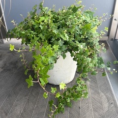 アイビー鉢植え