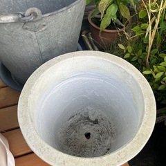 観葉植物　
アイビー鉢植えの画像