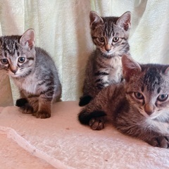 キジトラ(サバトラ？)子猫2ヶ月　3匹