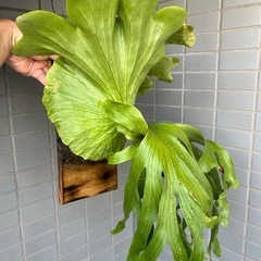Platycerium coronarium