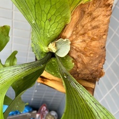 Platycerium coronariumの画像