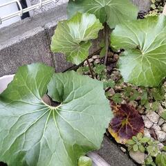 ツワブキ