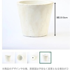 観葉植物　
アイビー鉢植えの画像