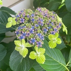 ③ガクアジサイ　切り花　10本程度