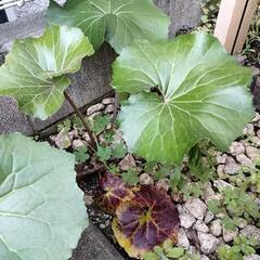 ツワブキの画像