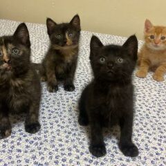 生後１ヶ月位　ママ猫の分まで幸せになって欲しい4兄妹【6月8日(...