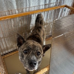 甲斐犬