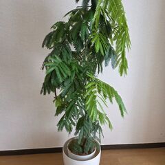 大型観葉植物　エバーフレッシュ