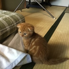 子猫　スコティッシュホールド
