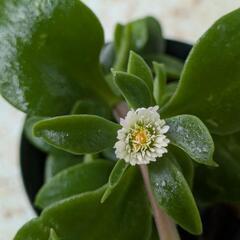 白花  ベビーサンローズ  植物の画像