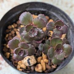 値下げドラゴンズブラッド  植物の画像