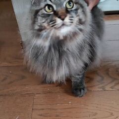 推定１０歳位　ふわふわ長毛で甘えん坊さんのつむぎ君【6月8日(日...