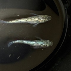 メダカ🐟①レックウザ若魚１ペア