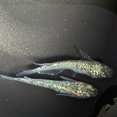 お話中メダカ🐟②レックウザ若魚1P