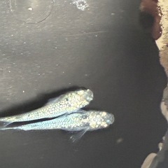 決まり‼️メダカ🐟⑤レックウザ若魚1P