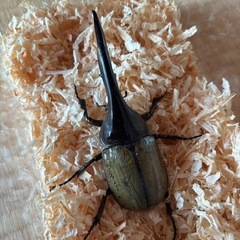 ヘラクレスオオカブト幼虫