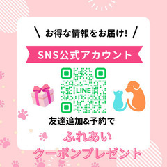 アネラカフェ佐倉店コラボ🎀ベビーマッサージ - 地域/お祭り