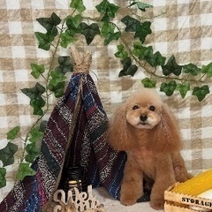 アネラカフェ佐倉店コラボ🎀ベビーマッサージ - イベント