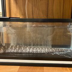 ③【海水魚】ウツボ　2000円
