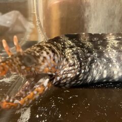 ③【海水魚】ウツボ　2000円の画像