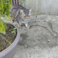 猫が帰ってきません！お心当たりのある方はご連絡ください
