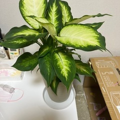 お買い得❗️観葉植物2点セット💕