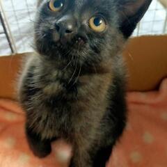 ❋２ヶ月半の黒猫ちゃん❋お話中です✨ - 伊勢市