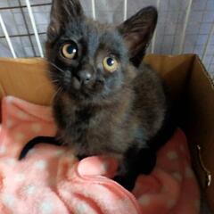 ❋２ヶ月半の黒猫ちゃん❋