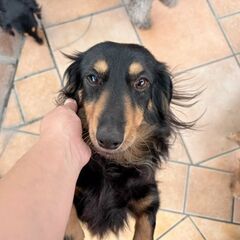 めちゃくちゃ可愛いダックス🥰7歳